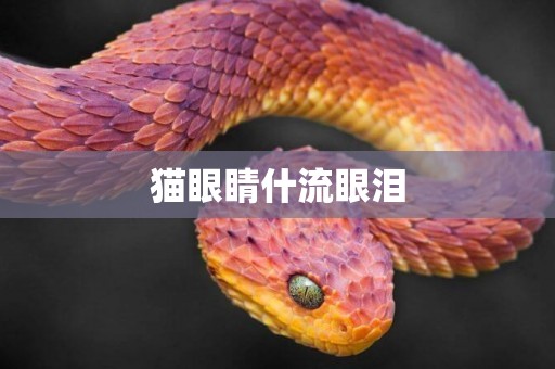 貓眼睛什流眼淚