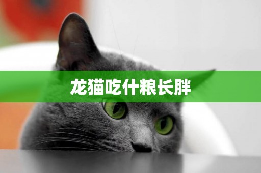 龍貓吃什糧長胖