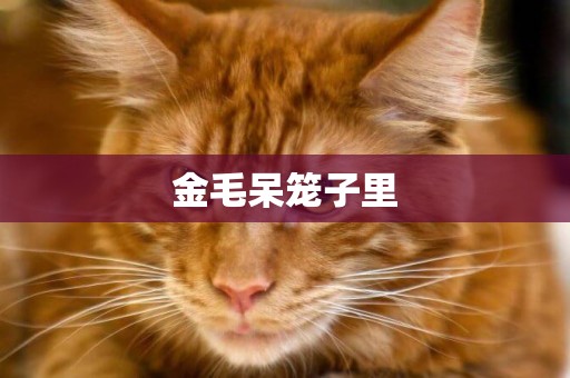 金毛呆籠子里