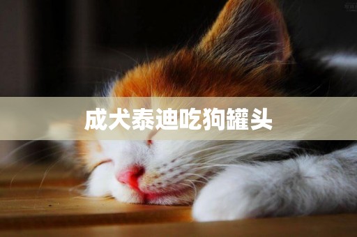 成犬泰迪吃狗罐頭
