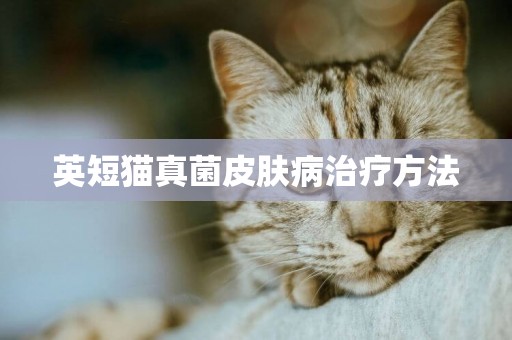 英短貓真菌皮膚病治療方法