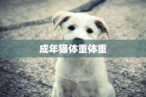 成年貓體重體重