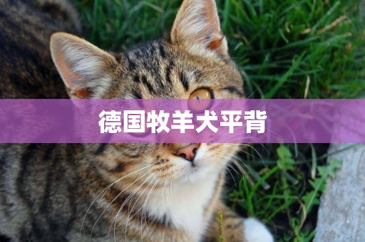 德國牧羊犬平背