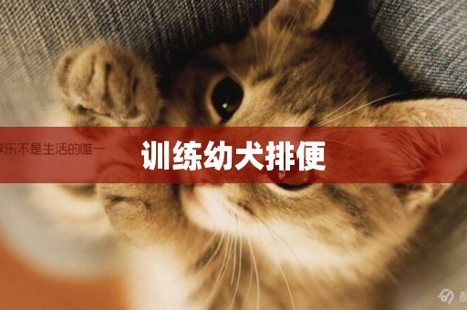 訓練幼犬排便