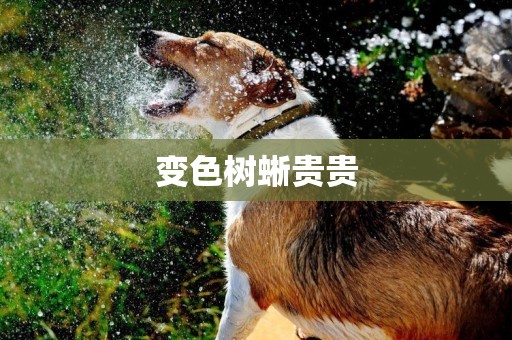 變色樹蜥貴貴