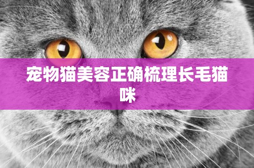 寵物貓美容正確梳理長毛貓咪