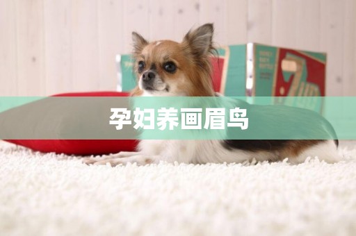 孕婦養畫眉鳥