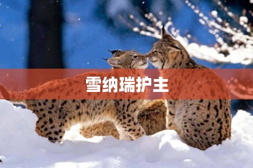 雪納瑞護主