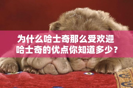 為什么哈士奇那么受歡迎 哈士奇的優點你知道多少？