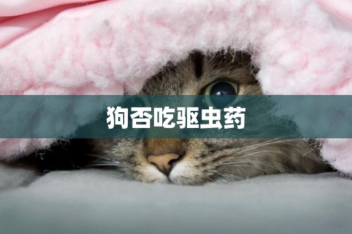狗否吃驅蟲藥