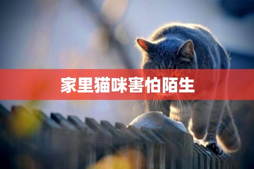 家里貓咪害怕陌生