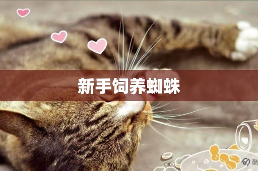 新手飼養蜘蛛