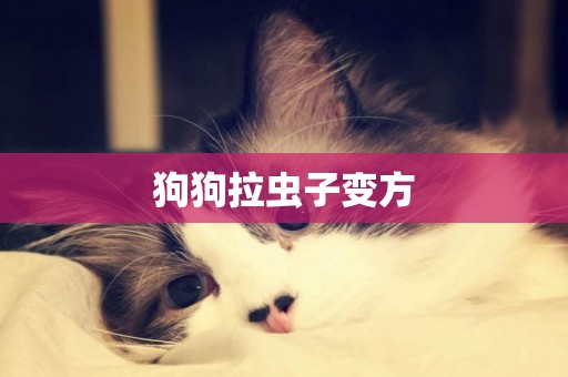 狗狗拉蟲子變方