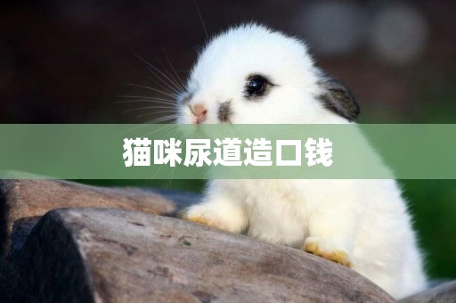 貓咪尿道造口錢