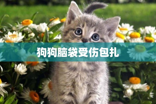 狗狗腦袋受傷包扎