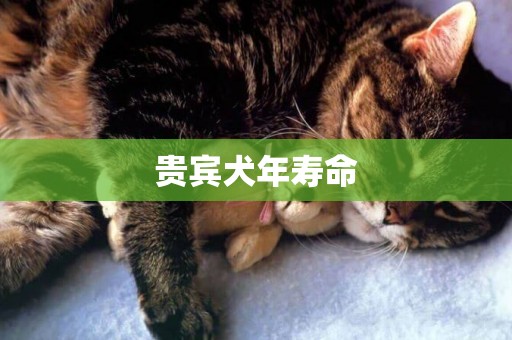 貴賓犬年壽命