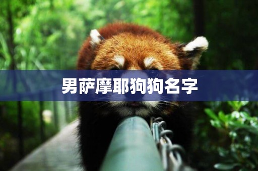 男薩摩耶狗狗名字