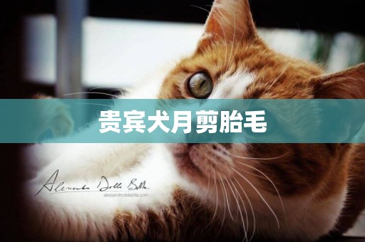 貴賓犬月剪胎毛