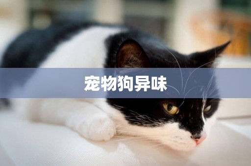 寵物狗異味