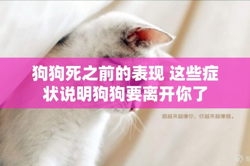 狗狗死之前的表現 這些癥狀說明狗狗要離開你了