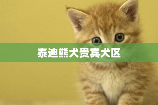 泰迪熊犬貴賓犬區