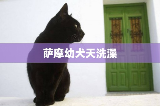 薩摩幼犬天洗澡