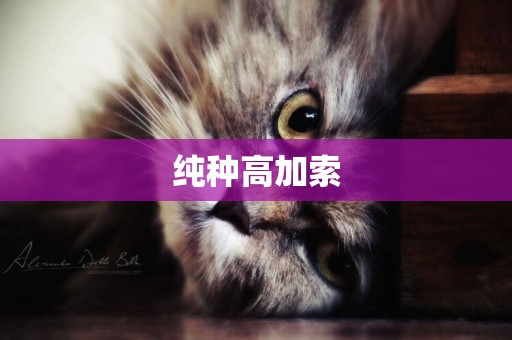 純種高加索