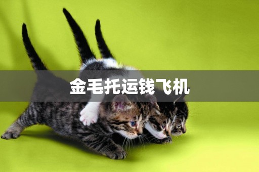 金毛托運錢飛機