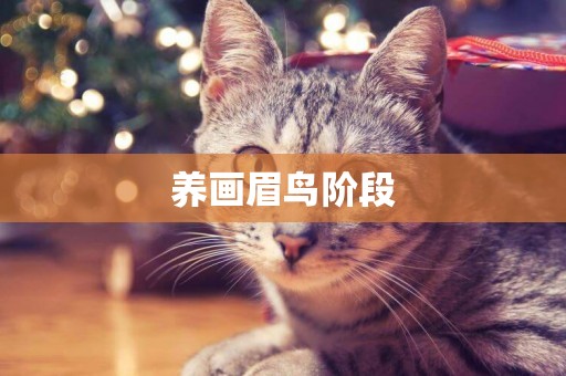 養畫眉鳥階段