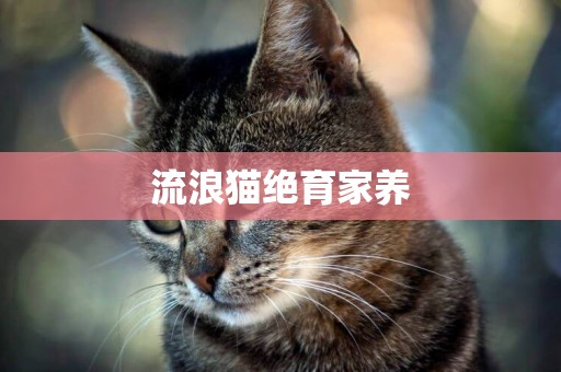 流浪貓絕育家養