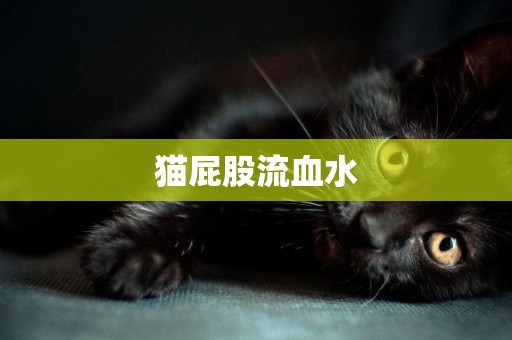 貓屁股流血水
