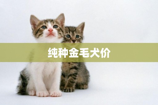 純種金毛犬價