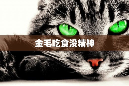 金毛吃食沒精神