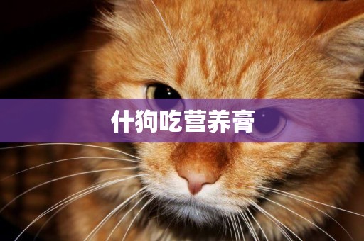 什狗吃營養膏