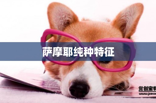 薩摩耶純種特征