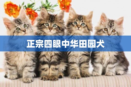 正宗四眼中華田園犬