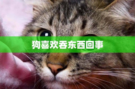 狗喜歡吞東西回事