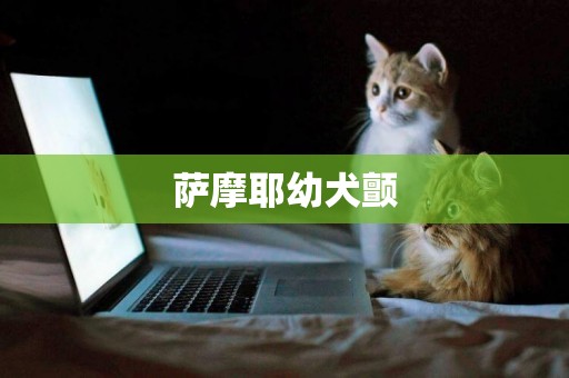薩摩耶幼犬顫