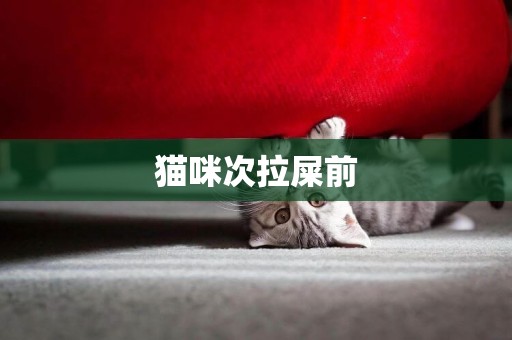 貓咪次拉屎前