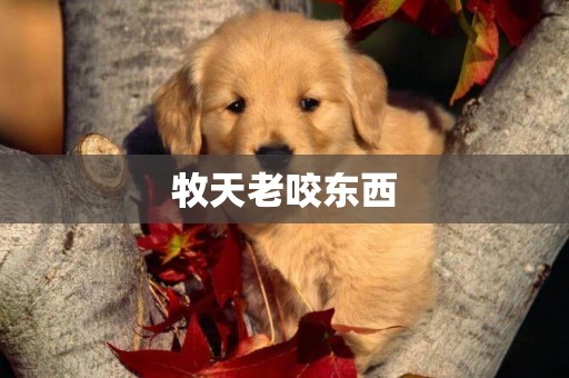 牧天老咬東西