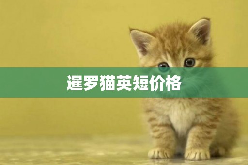 暹羅貓英短價格