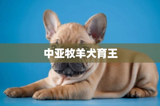 中亞牧羊犬育王