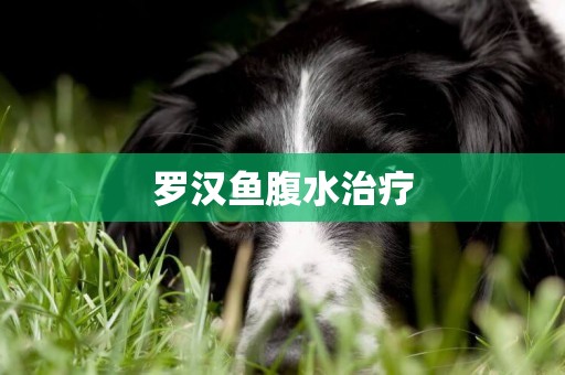 羅漢魚腹水治療