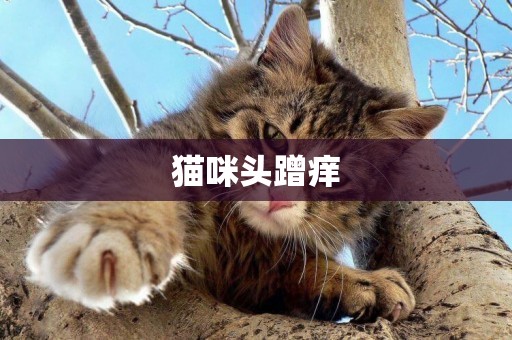 貓咪頭蹭癢