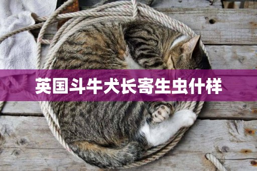 英國斗牛犬長寄生蟲什樣