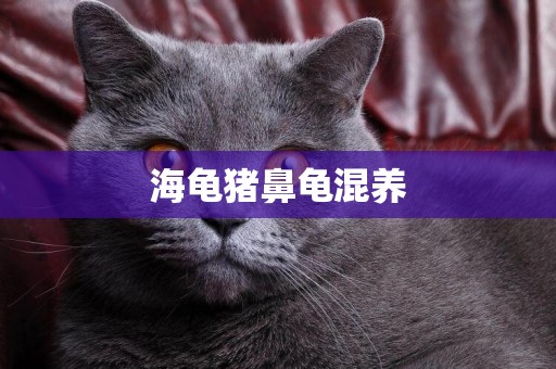 海龜豬鼻龜混養
