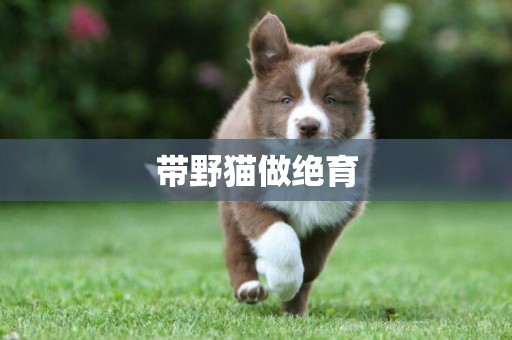 帶野貓做絕育