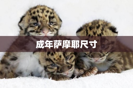 成年薩摩耶尺寸