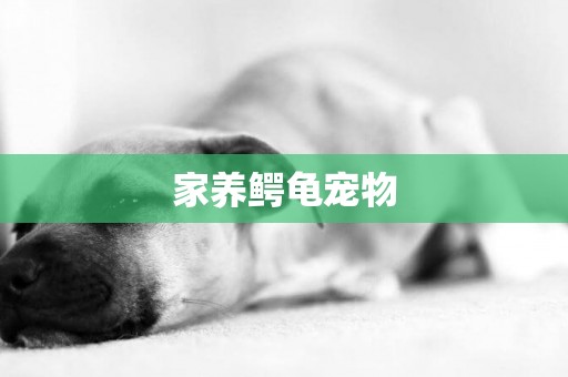 家養鱷龜寵物