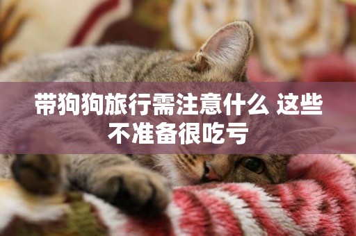 帶狗狗旅行需注意什么 這些不準備很吃虧